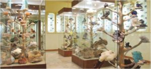 Μουσείο Φυσικής Ιστορίας